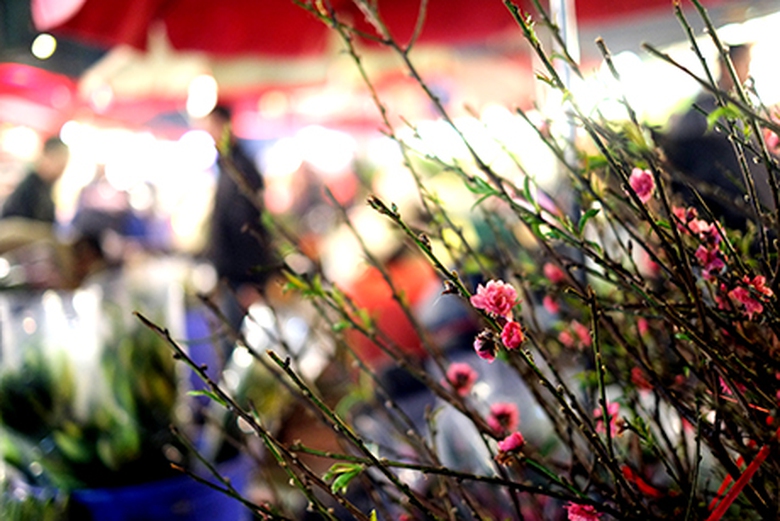 Những c&agrave;nh đ&agrave;o dăm nở bung sớm xuất hiện trước Tết Nguy&ecirc;n Đ&aacute;n