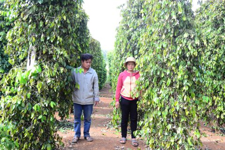 Vợ chồng chủ rẫy Nguyến Văn Hữu trắng tay khi vương ti&ecirc;u bị chặt gốc