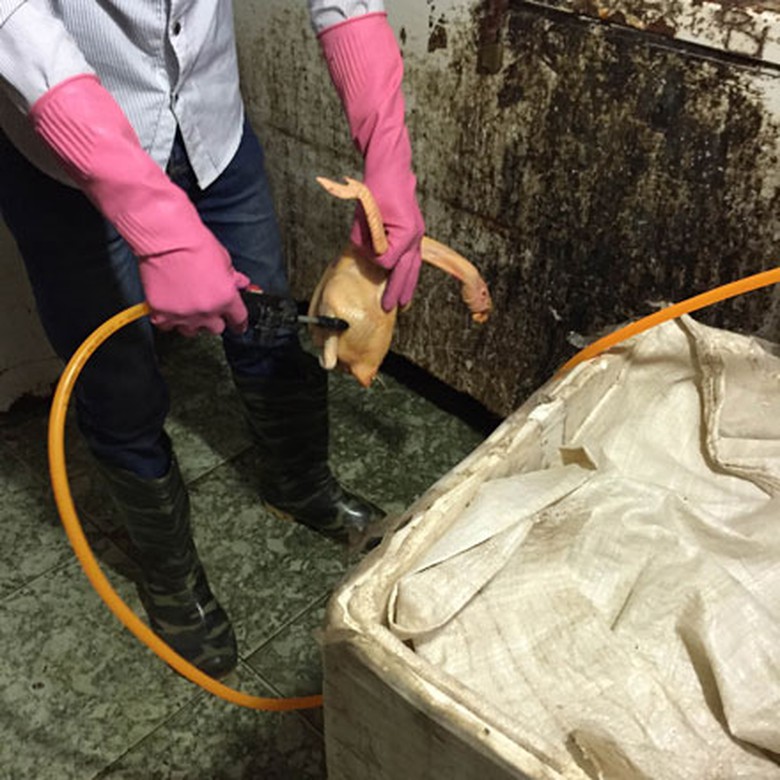 Lực lượng chức năng bắt quả tang c&aacute;c nh&acirc;n vi&ecirc;n của cơ sở kinh doanh g&agrave; thịt đang bơm nước v&agrave;o từng con g&agrave;