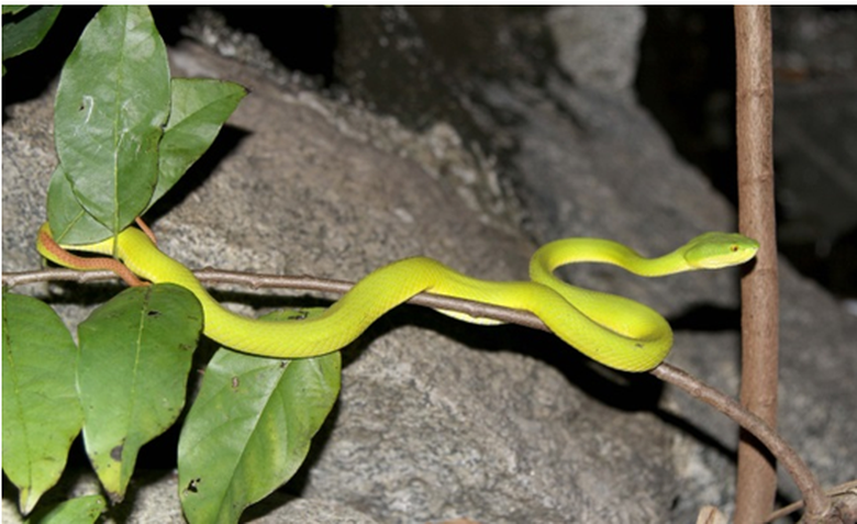 Rắn lục đu&ocirc;i đỏ