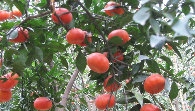 Cam Canh đang v&agrave;o m&ugrave;a ti&ecirc;u thụ mạnh.