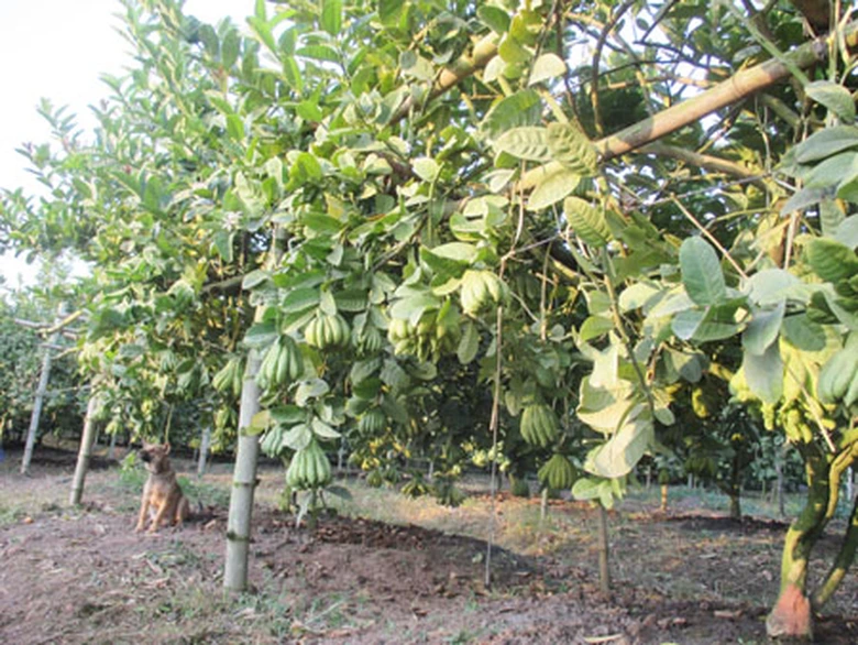 Phật thủ để được 6 đến 8 th&aacute;ng m&agrave; kh&ocirc;ng bị hỏng. L&uacute;c mới mua, quả c&oacute; m&agrave;u v&agrave;ng chanh. Để một thời gian th&igrave; quả ch&iacute;n ngả sang v&agrave;ng rực, m&agrave;u gi&agrave;u sang, ph&uacute; qu&yacute; v&agrave; tỏa hương thơm rất dễ chịu. Ng&oacute;n tay Phật thủ c&agrave;ng to, mọng th&igrave; c&agrave;ng để được l&acirc;u.