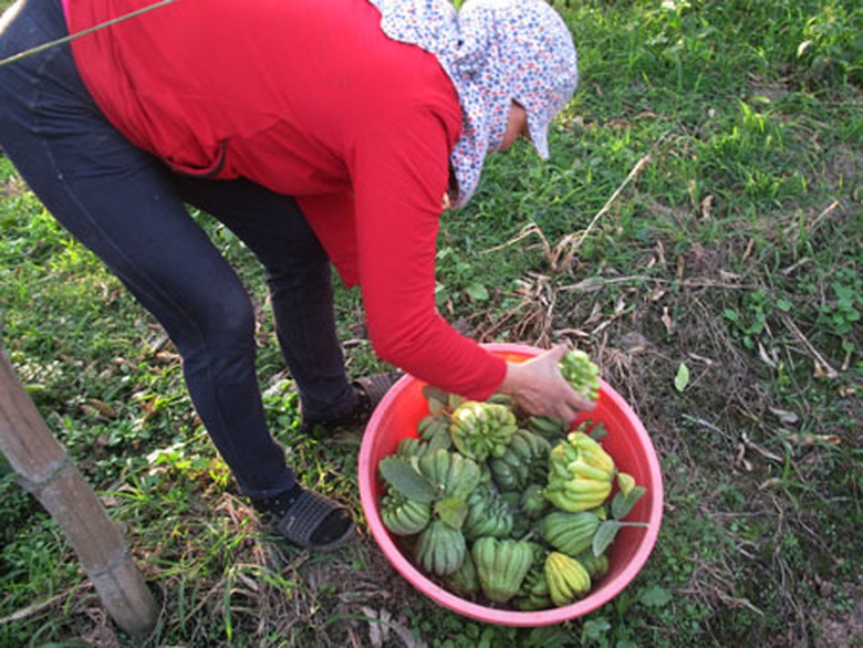 Những c&acirc;y l&acirc;u năm cho ra quả nhỏ, thường được gia đ&igrave;nh chị Th&uacute;y thu đi b&aacute;n để ph&aacute; bỏ trồng c&acirc;y mới.