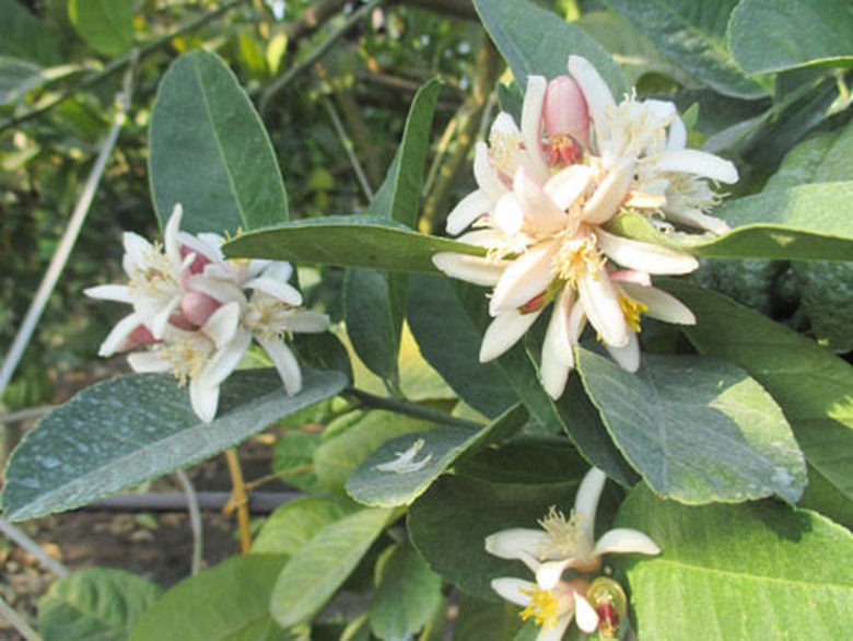 Những b&ocirc;ng hoa đ&atilde; nở để đem đến m&ugrave;a vụ sau. Sau Tết c&acirc;y sẽ ra hoa nhiều v&agrave; đến th&aacute;ng 6, th&aacute;ng 7 lại tiếp tục thu quả. Được biết những ch&ugrave;m hoa Phật thủ n&agrave;y chỉ giữ lại 2 đến 3 b&ocirc;ng để c&oacute; quả tốt c&ograve;n lại bỏ đi.