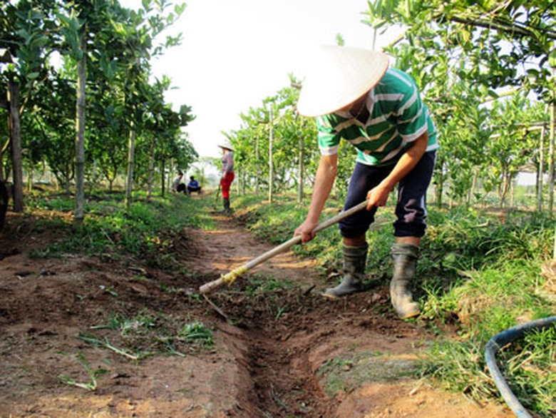 &Ocirc;ng Vương cho biết, trồng loại c&acirc;y n&agrave;y dễ nhưng sức đề kh&aacute;ng yếu, c&acirc;y hay bị s&acirc;u bệnh như: rỉ sắt, nhện đỏ, thối l&aacute;&hellip; n&ecirc;n phải phun thuốc s&acirc;u v&agrave; tưới nước quanh năm. V&agrave;o th&aacute;ng 10, khi phật thủ bắt đầu lớn nhanh, gia đ&igrave;nh phải thu&ecirc; th&ecirc;m người l&agrave;m cỏ vun l&ecirc;n hai b&ecirc;n gi&uacute;p c&acirc;y ph&aacute;t triển tốt.