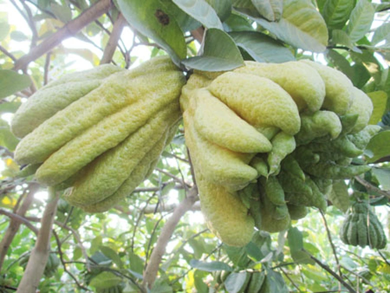 Gi&aacute; tại vườn khi lấy bu&ocirc;n được &ocirc;ng Vương cho biết, dao động từ 50.000 &ndash; 100.000 đồng/quả nhỏ, quả to đẹp l&ecirc;n đến 250.000 &ndash; 300.000 đồng/quả tuỳ loại, một số quả to, d&aacute;ng đẹp c&ograve;n c&oacute; gi&aacute; đắt hơn. V&agrave;i năm gần đ&acirc;y gia đ&igrave;nh &ocirc;ng cũng trồng c&acirc;y Phật thủ nhỏ ở trong chậu để b&aacute;n cho mọi người chơi tết, mỗi c&acirc;y c&oacute; khoảng 5 quả với gi&aacute; từ 2 triệu đồng trở l&ecirc;n. T&iacute;nh trung b&igrave;nh mỗi vườn cũng thu về v&agrave;i trăm triệu.