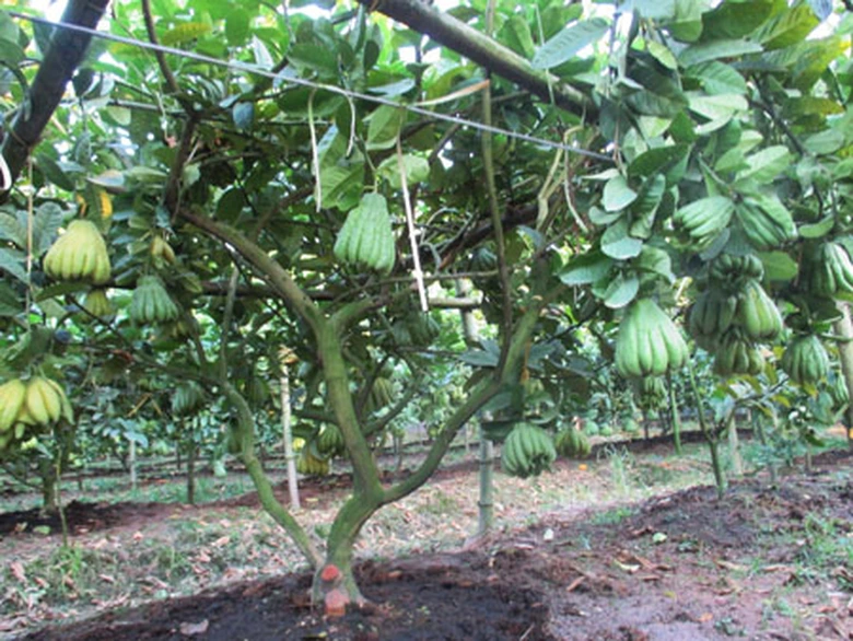 Đến với vườn Phật thủ của gia đ&igrave;nh Chị Th&uacute;y, người trồng thứ 3 ở x&atilde; được biết nh&agrave; chị c&oacute; khoảng 3 mẫu trồng c&acirc;y phật thủ, m&agrave; mỗi c&acirc;y cho thu được từ 40 đến 50 quả. Chị Th&uacute;y cho biết: &ldquo;Ng&agrave;y xưa d&acirc;n l&agrave;ng ở đ&acirc;y khổ lắm! l&agrave;m kh&ocirc;ng đủ ăn, mới đầu c&oacute; hai người trồng c&acirc;y Phật thủ, thấy l&agrave;m ăn được mọi người k&eacute;o theo&rdquo;.