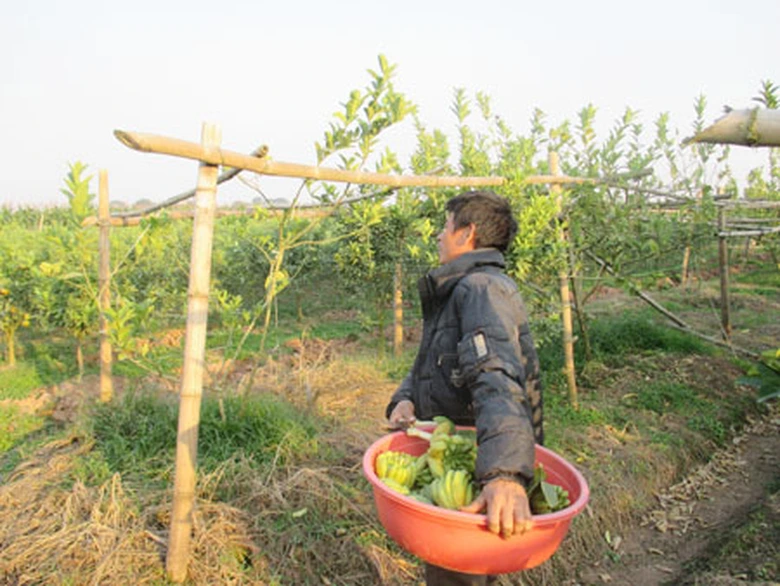 Phật thủ c&oacute; hai vụ ch&iacute;nh vụ đầu gia đ&igrave;nh chị Th&uacute;y thu khoảng 300 triệu đồng, vụ n&agrave;y chủ yếu l&agrave; tiền gốc v&agrave; c&ocirc;ng chăm s&oacute;c. Vụ thứ hai l&agrave; vụ tết, vụ n&agrave;y sẽ cho thu l&atilde;i. Chia sẻ với ph&oacute;ng vi&ecirc;n chị cho biết: &ldquo;Với 3 mẫu Phật thủ b&aacute;n trong dịp tết đem lại cho gia đ&igrave;nh t&ocirc;i hơn một tỷ đồng&rdquo;.