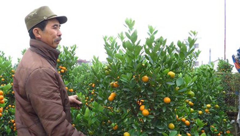 &Ocirc;ng Nguyễn Vũ Kh&aacute;nh thẫn thờ với vườn quất đ&atilde; chết hơn nửa.