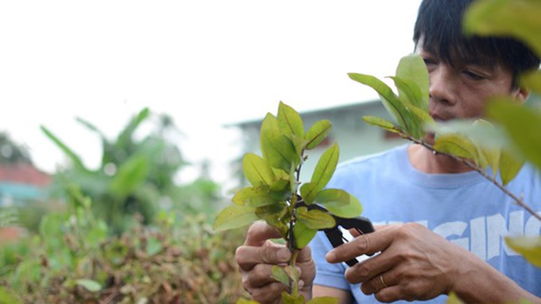 Nhiều nh&agrave; vườn phải d&ugrave;ng k&eacute;o cắt bỏ những nụ hoa nở sớm.