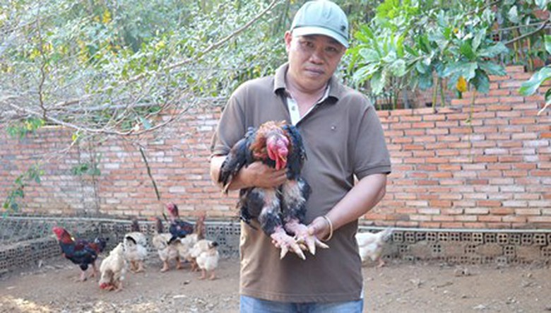 G&agrave; Đ&ocirc;ng Tảo trong trại g&agrave; của anh Tuấn được b&aacute;n với gi&aacute; 2 - 3 triệu đồng/con.