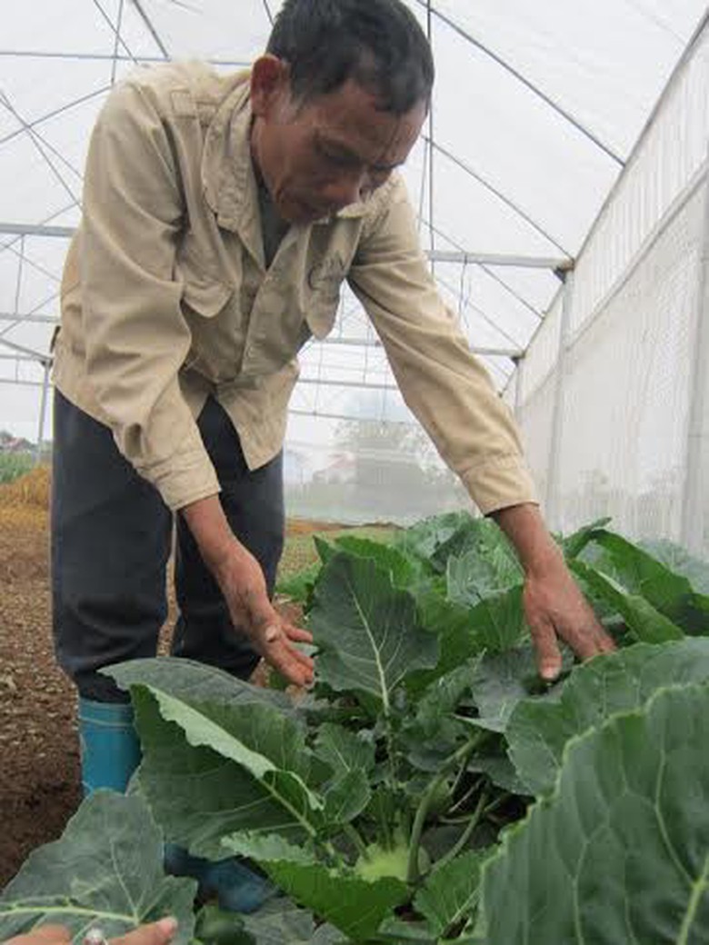 &Ocirc;ng S&aacute;u chăm ch&uacute;t từng gốc rau, &ocirc;ng d&ugrave;ng bẫy sinh học thay v&igrave; d&ugrave;ng thuốc s&acirc;u khiến người ti&ecirc;u d&ugrave;ng hết sức y&ecirc;n t&acirc;m