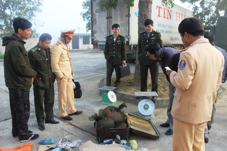 Lực lượng chức năng đang kiểm tra số c&aacute; thể t&ecirc; t&ecirc; vừa bắt giữ