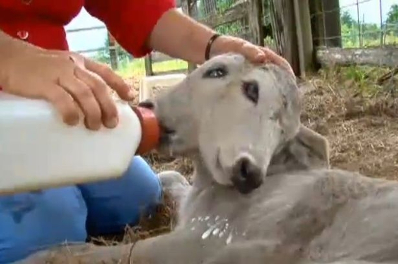 b&ecirc; 2 đầu Annabel được c&ocirc; chủ chăm s&oacute;c tận t&igrave;nh