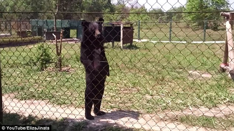 ch&uacute; gấu đi lại bằng 2 ch&acirc;n sau y như con người