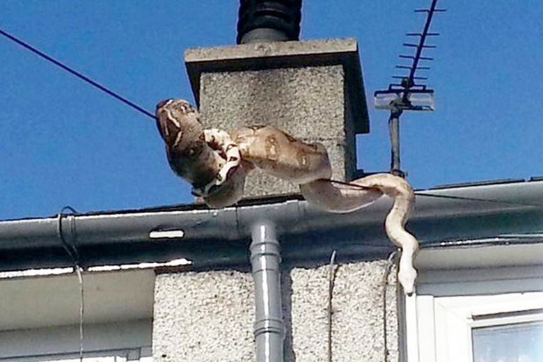 Con trăn nhanh ch&oacute;ng trườn theo đường d&acirc;y điện tho