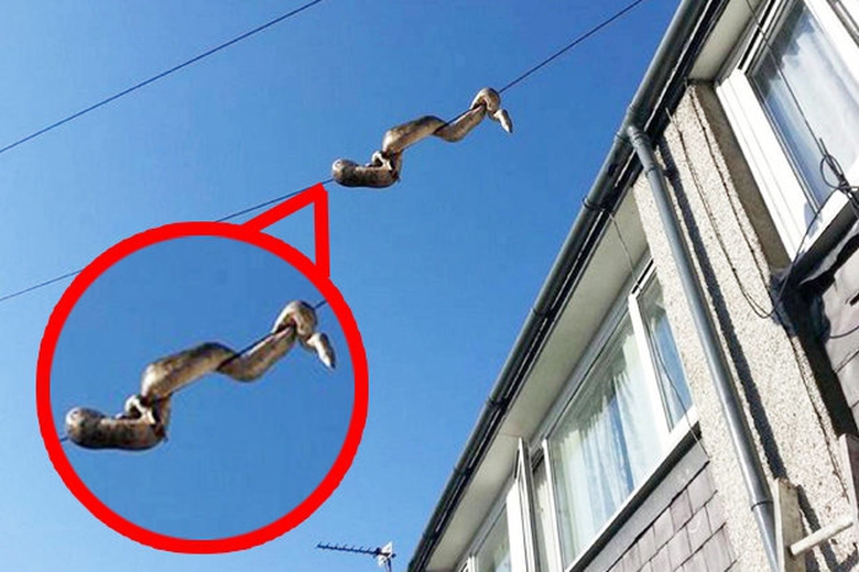 Pha tẩu tho&aacute;t kh&ocirc;ng th&agrave;nh.