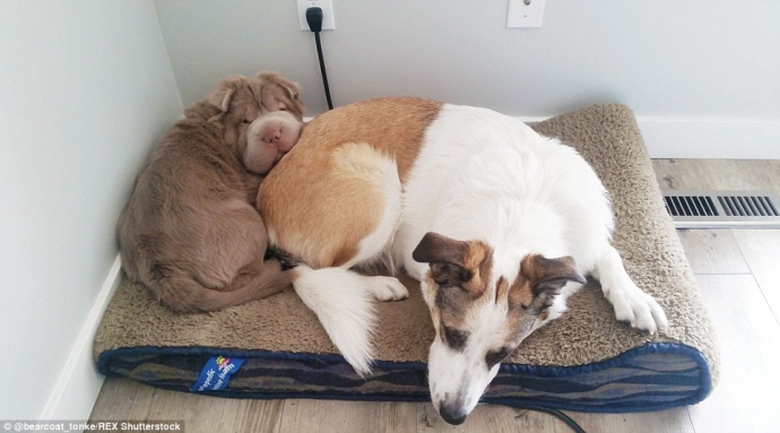 Tonkey c&ograve;n c&oacute; một người bạn th&acirc;n l&agrave; Maxi. 