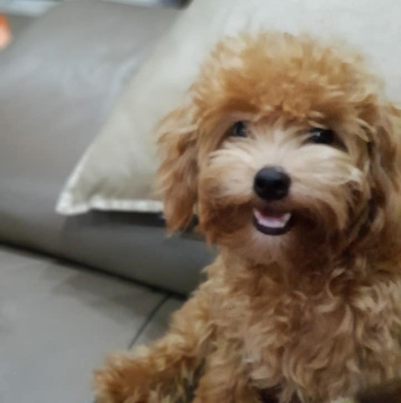 chu_cho_cuu_nguoi