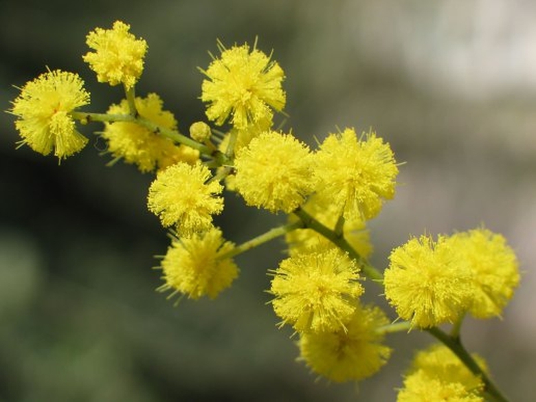 phong-tuc-ki-la-ngay-8-3-hoa-mimosa1