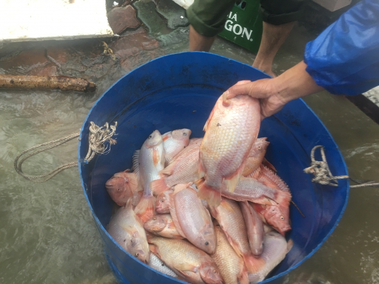 c&aacute;-nu&ocirc;i-lồng-ở-huế-chết-h&agrave;ng-loạt