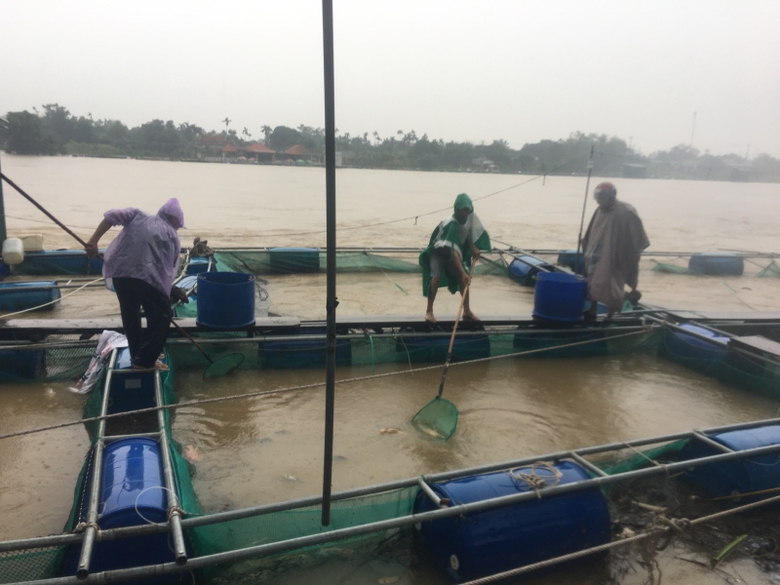 c&aacute;-nu&ocirc;i-lồng-ở-huế-chết-h&agrave;ng-loạt3