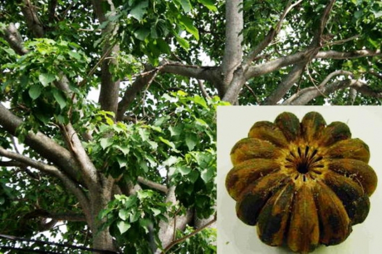 18 em học sinh Trường Tiểu học T&acirc;n Giang bị ngộ độ