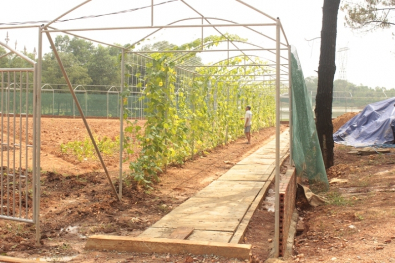 gi&agrave;n mướp đ&atilde; cho quả ăn