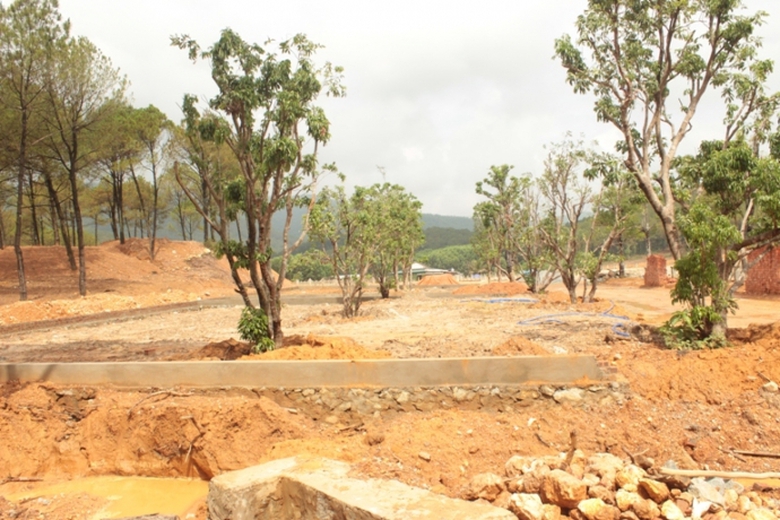 Những c&acirc;y cảnh mọc l&ecirc;n b&ecirc;n cạnh những c&acirc;y th&ocirc;ng nh