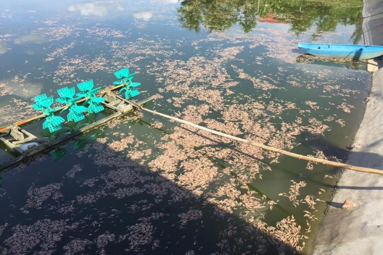 Sau 1 đ&ecirc;m hơn 30 vạn t&ocirc;m thương phẩm 40 ng&agrave;y nu&ocirc;i 