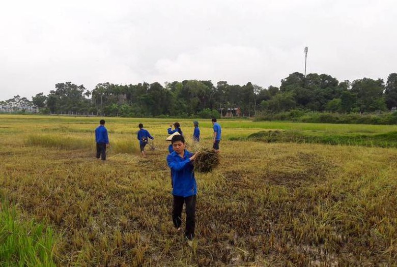 gi&uacute;p d&acirc;n thu hoạch l&uacute;a