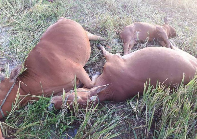 21463395_870435149798788_6126476915498015350_n