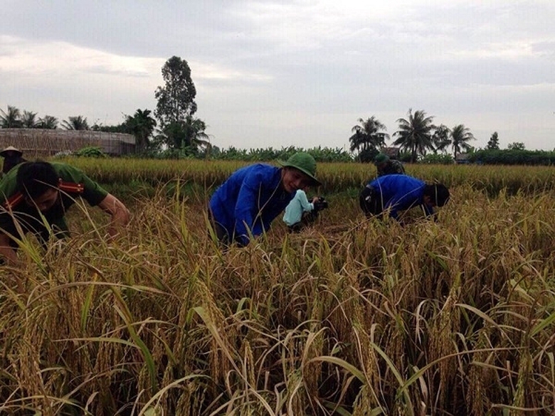 M&agrave;u &aacute;o xanh tr&ecirc;n c&aacute;nh đồng trước khi b&atilde;o về - Copy