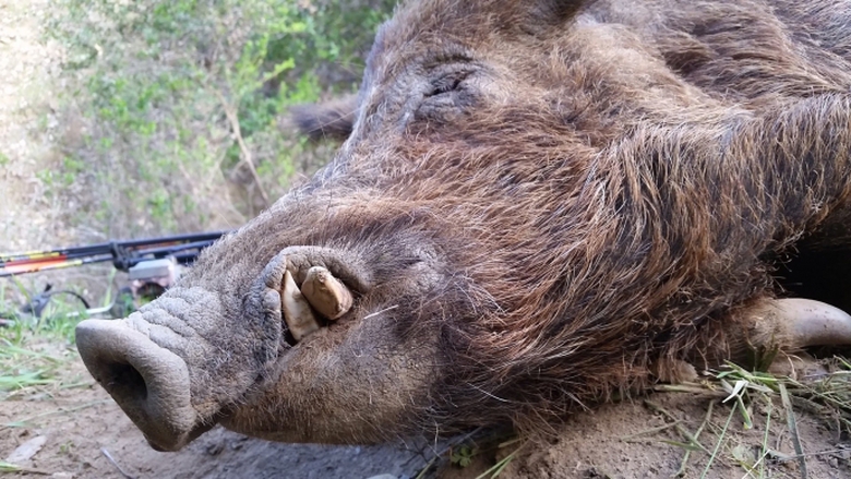 Lợn l&ograve;i bị săn bắn