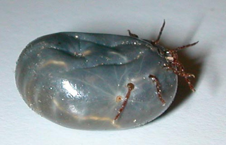 Bọ ve Haemaphysalis longicornis