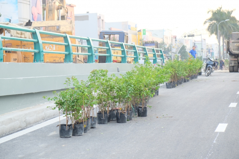 C&acirc;y xanh đ&atilde; được chuyển tới...