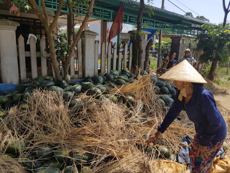 Dưa đầy đường b&aacute;n đổ b&aacute;n th&aacute;o