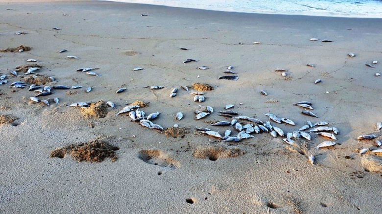 C&aacute; chết chủ yếu l&agrave; c&aacute; m&ograve;i