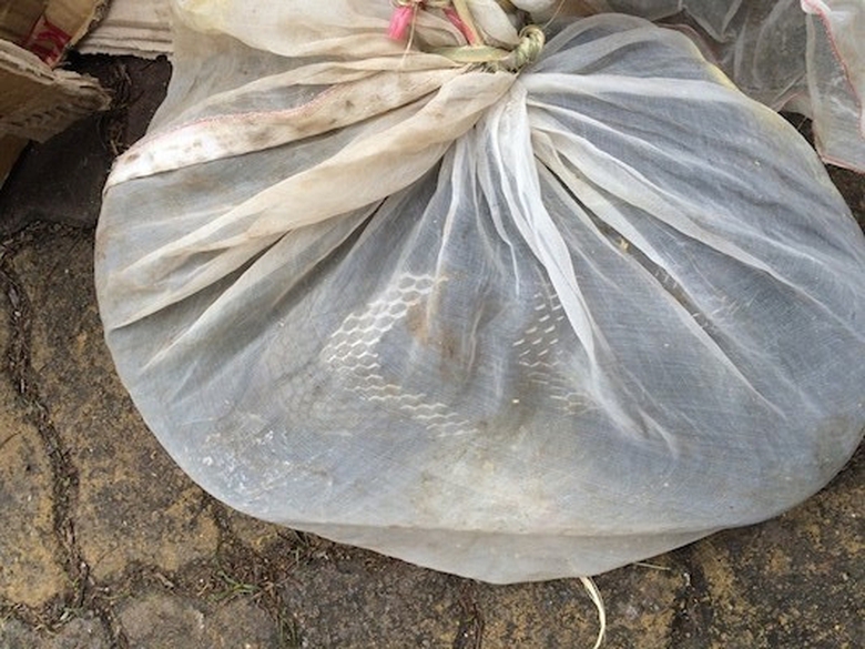 Hổ mang ch&uacute;a được giấu kỹ khi vận chuyển v&agrave;o H&agrave; Nộ