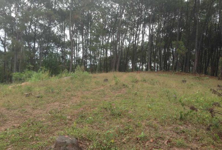 tan-pha-rung-thong-thien-an (1)