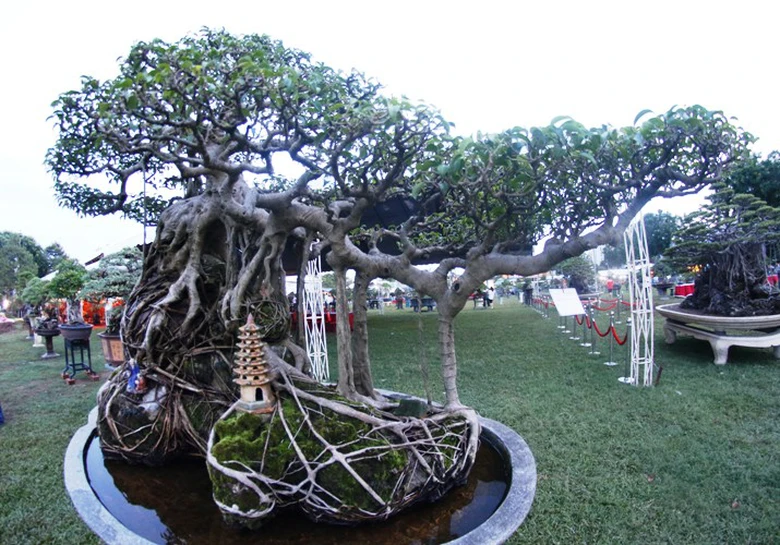 canh-doc-binh-dinh-10