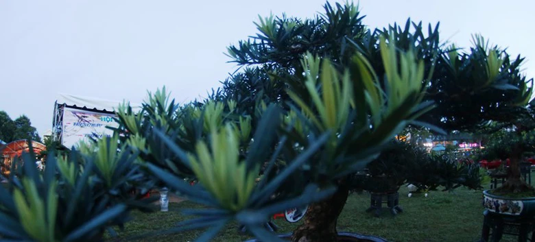 canh-doc-binh-dinh-13