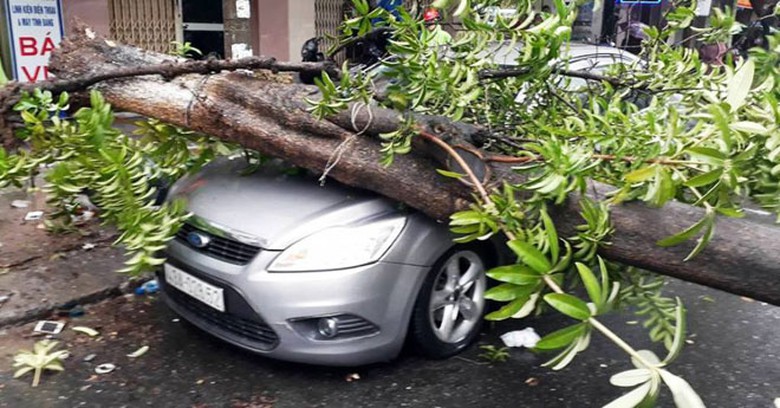 mua-lon-gay-nga-do-cay-xanh-da-nang