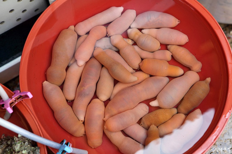 monan3-1493448332302