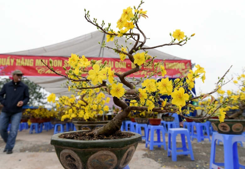 xuan-den-muon-o-cac-cho-hoa-tet-cua-ha-noi (6)