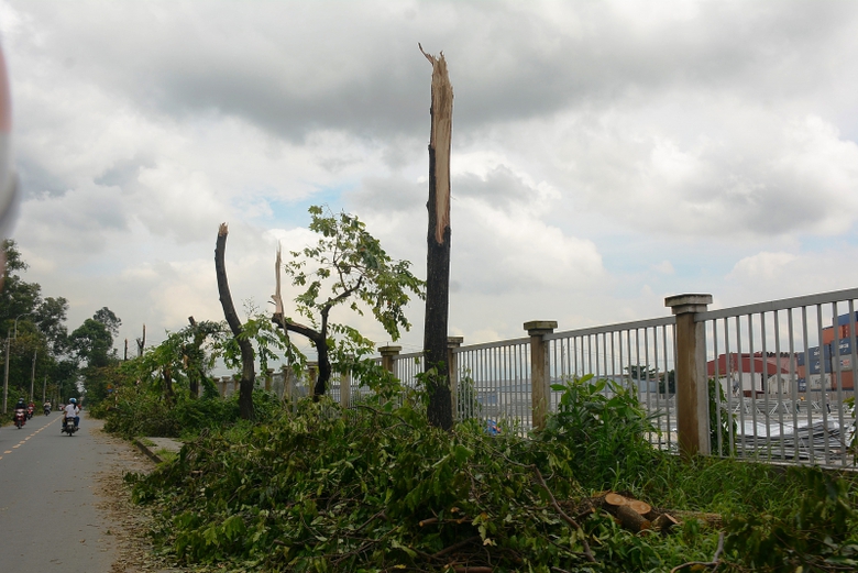 H&agrave;ng trăm c&acirc;y xanh tr&ecirc;n đường 12, P. Linh Xu&acirc;n, Q.