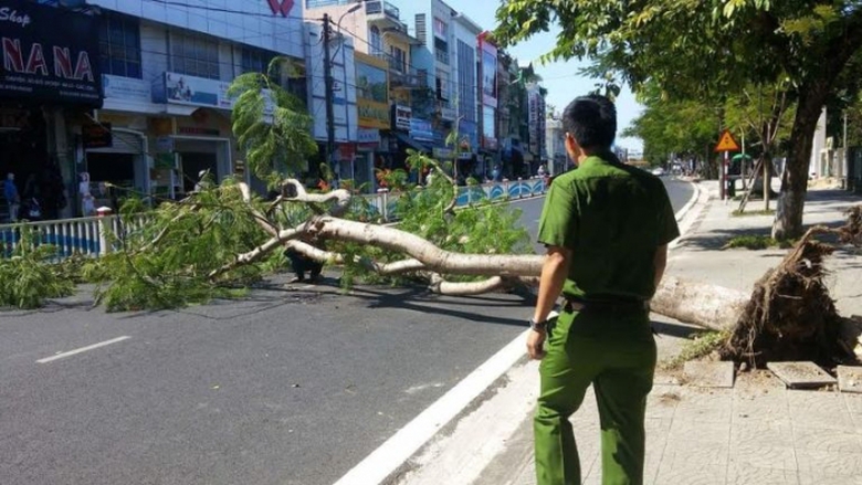 Cay- phuong- vy- bat- goc- suyt- ha- guc- 2- nguoi