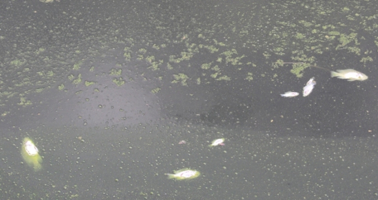 Ca- chet- hang- loat- noi- lenh- benh- boc- mui- t