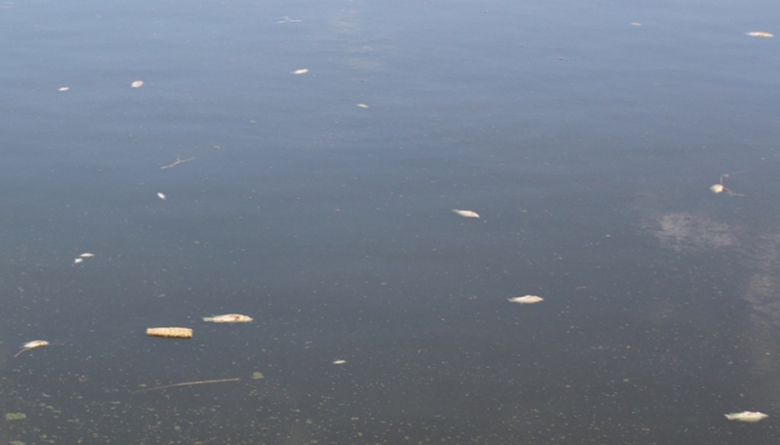 Ca- chet- hang- loat- noi- lenh- benh- boc- mui- t