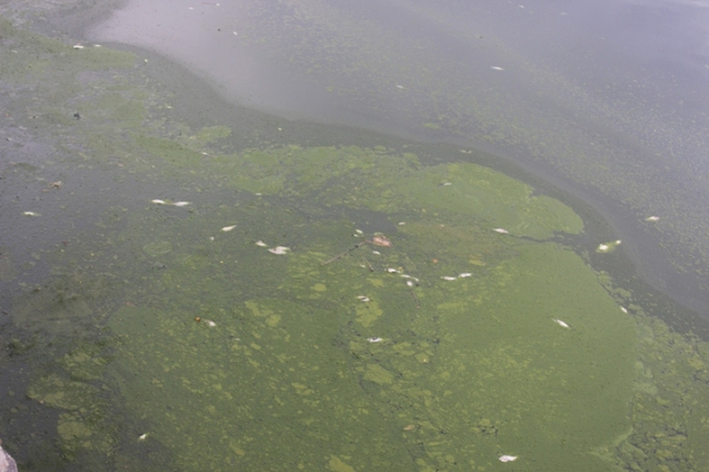 Ca- chet- hang- loat- noi- lenh- benh- boc- mui- t